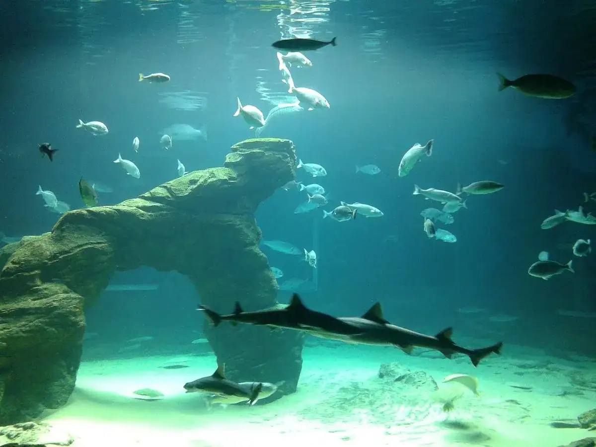 Un acuario en Santander con tiburones nadando cerca de un arco de roca y cardúmenes de peces plateados.