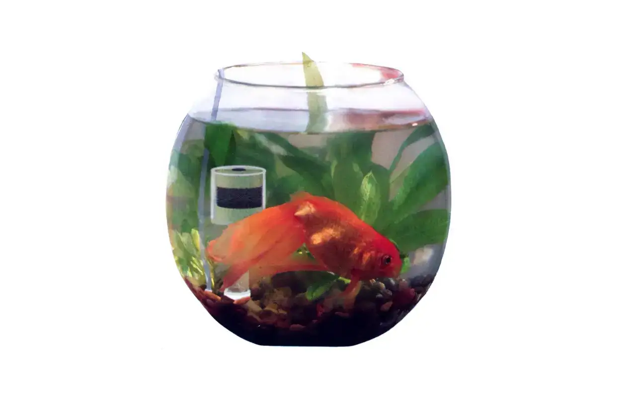 En guldfisk simmar i en **golden fish tank** med gröna växter och grus.