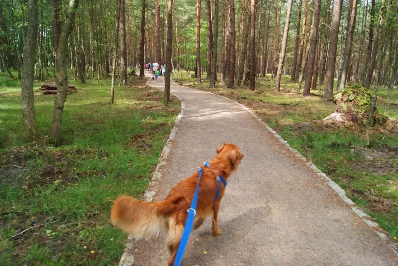 Złoty retriever na smyczy w lesie, idealny towarzysz na spacerze. Czy na wydmy w Łebie można z psem? Tak, ten pies potwierdza!