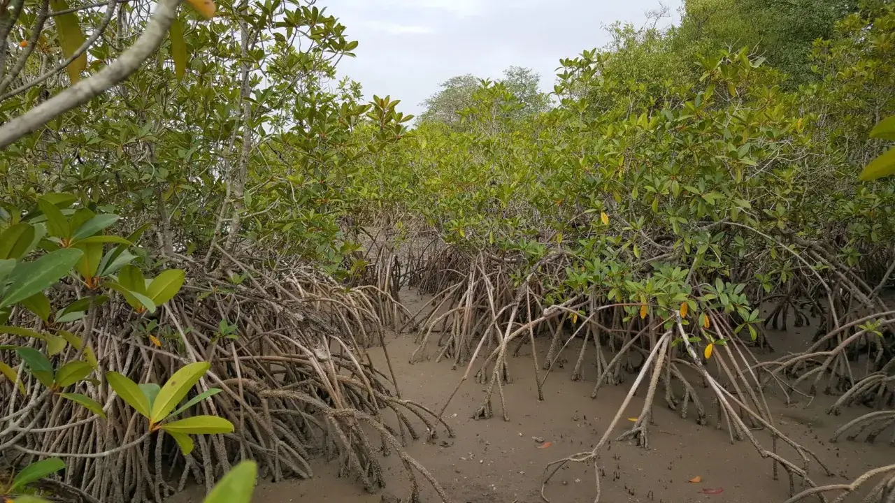 Gęsty las namorzynowy nad rzeką Gambia, z korzeniami wystającymi z błotnistego podłoża.