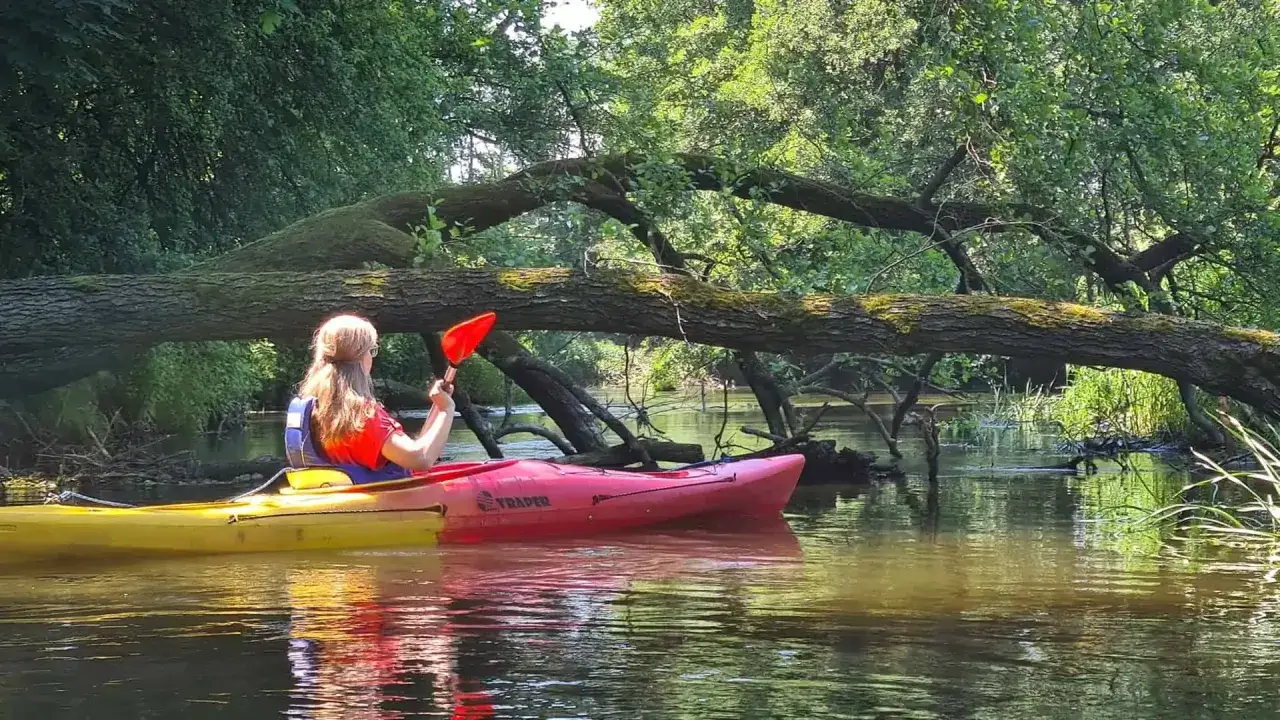 Kobieta w kajaku płynie pod powaloną wierzycą, otoczona bujną zielenią.