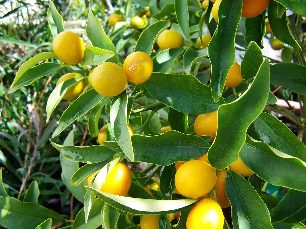 Citronnier aux fruits jaunes vifs, prêt à greffer. Les feuilles vertes luxuriantes entourent les petites agrumes.