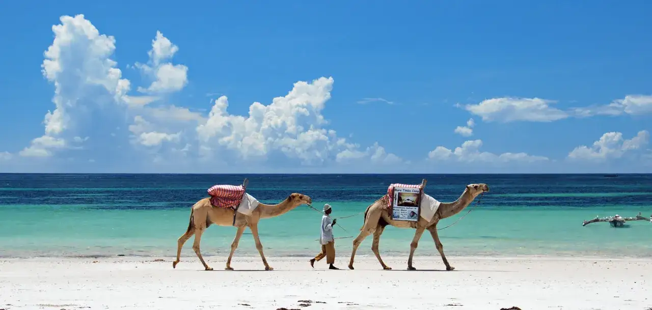 Dwa wielbłądy z ładunkiem idące po piaszczystej plaży Diani Beach. W tle turkusowe morze i błękitne niebo z chmurami.