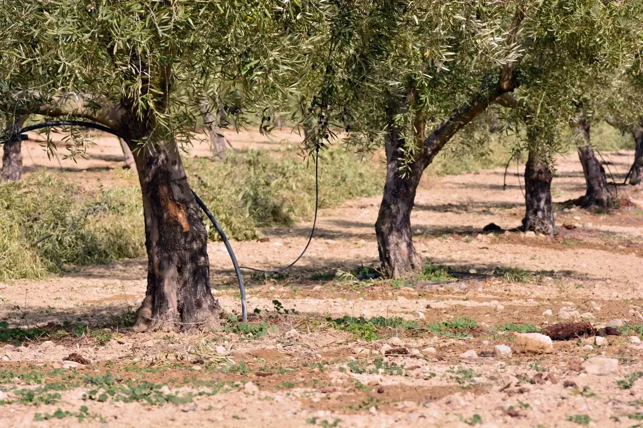 Arrosage d'oliviers par goutte-&agrave;-goutte, avec des tuyaux noirs contournant les troncs noueux dans un champ sec.