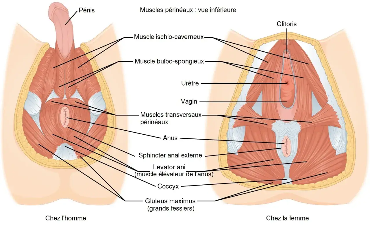 Anatomie du périnée masculin et féminin. Comprendre ces muscles peut aider à trouver un vessie irritée traitement naturel.