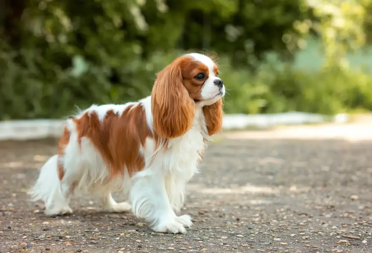 Uroczy cavalier king charles spaniel na spacerze. Zastanawiam się, ile gram karmy dla szczeniaka cavaliera potrzebuje ten słodziak.
