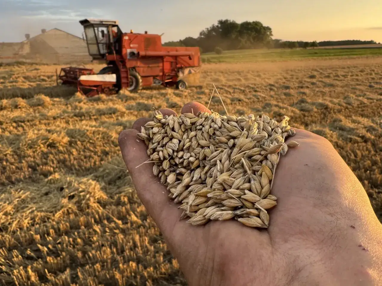 Złote ziarna jęczmienia sześciorzędowego w dłoni na tle żniwującej kombajnem plantacji.