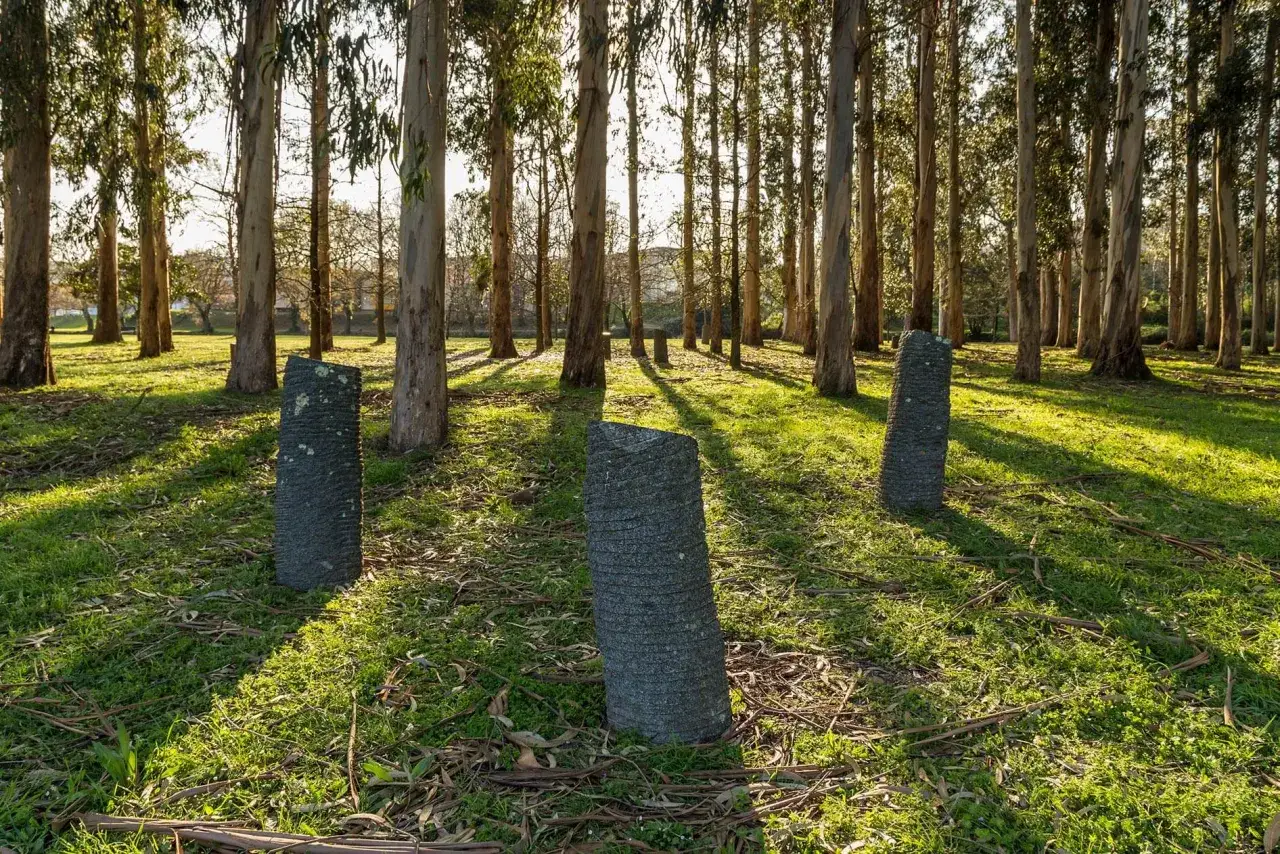 Bosque de eucaliptos con tres esculturas de piedra en el suelo, bañadas por la luz del sol. Un rincón mágico de las illa das esculturas Pontevedra.