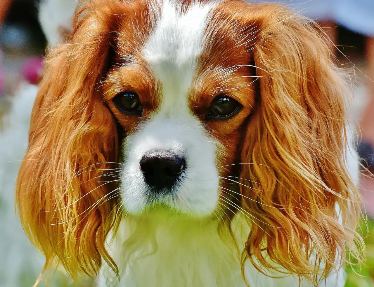 Pielęgnacja sierści Cavalier King Charles Spaniel