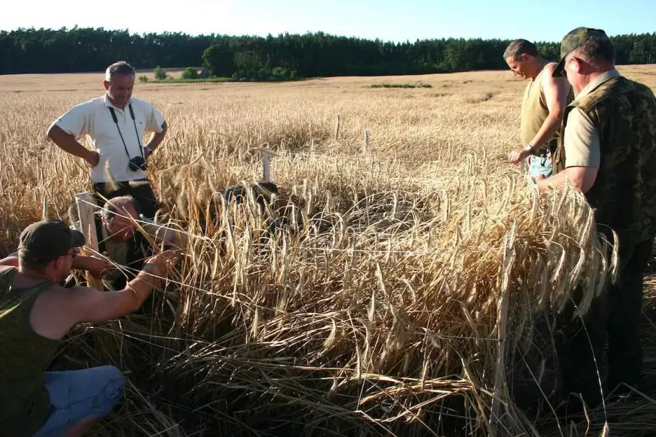 Grupa mężczyzn w polu zboża, przygotowująca się do polowania. Czy myśliwi mogą polować na prywatnych działkach?