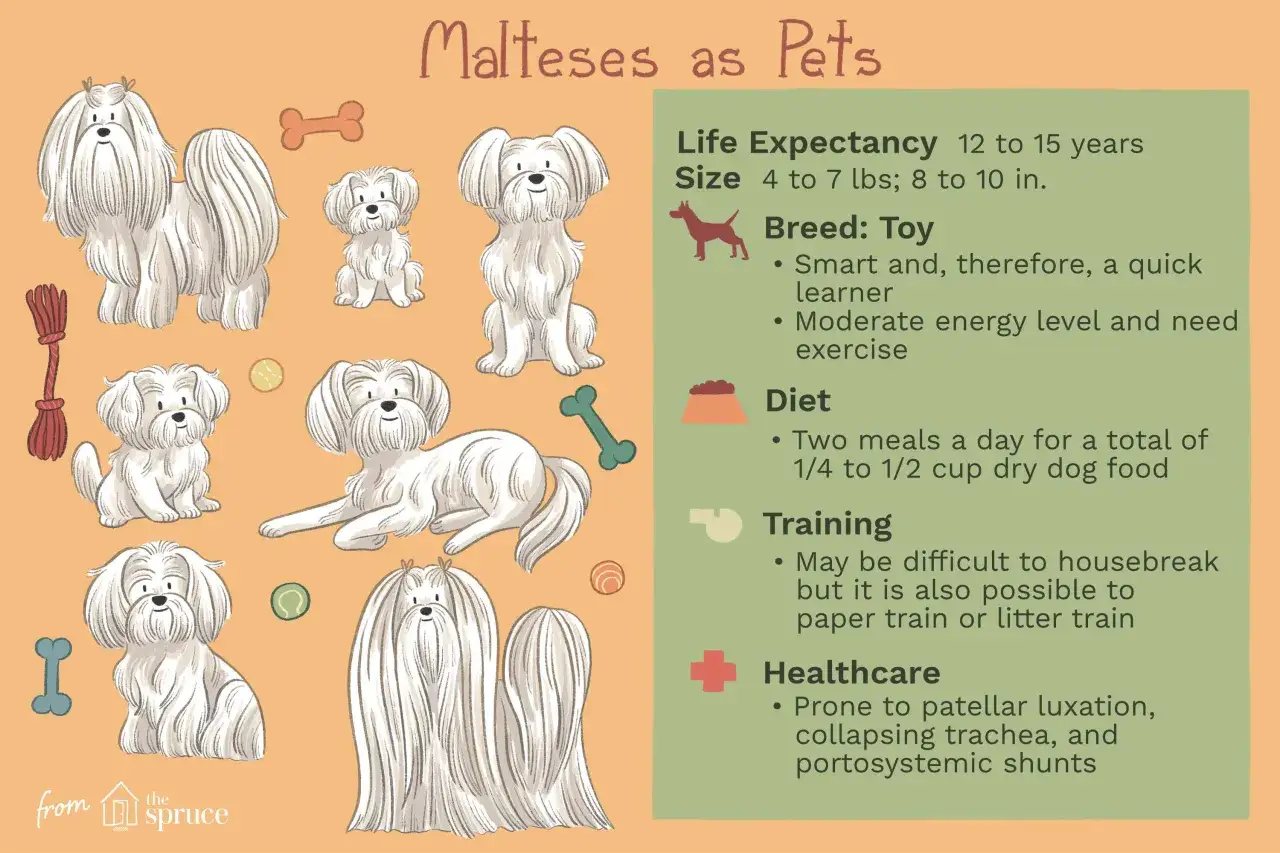 Illustrations de bichons maltais, avec des informations sur leur esp&eacute;rance de vie (12-15 ans), leur taille, leur r&eacute;gime et leur sant&eacute;.