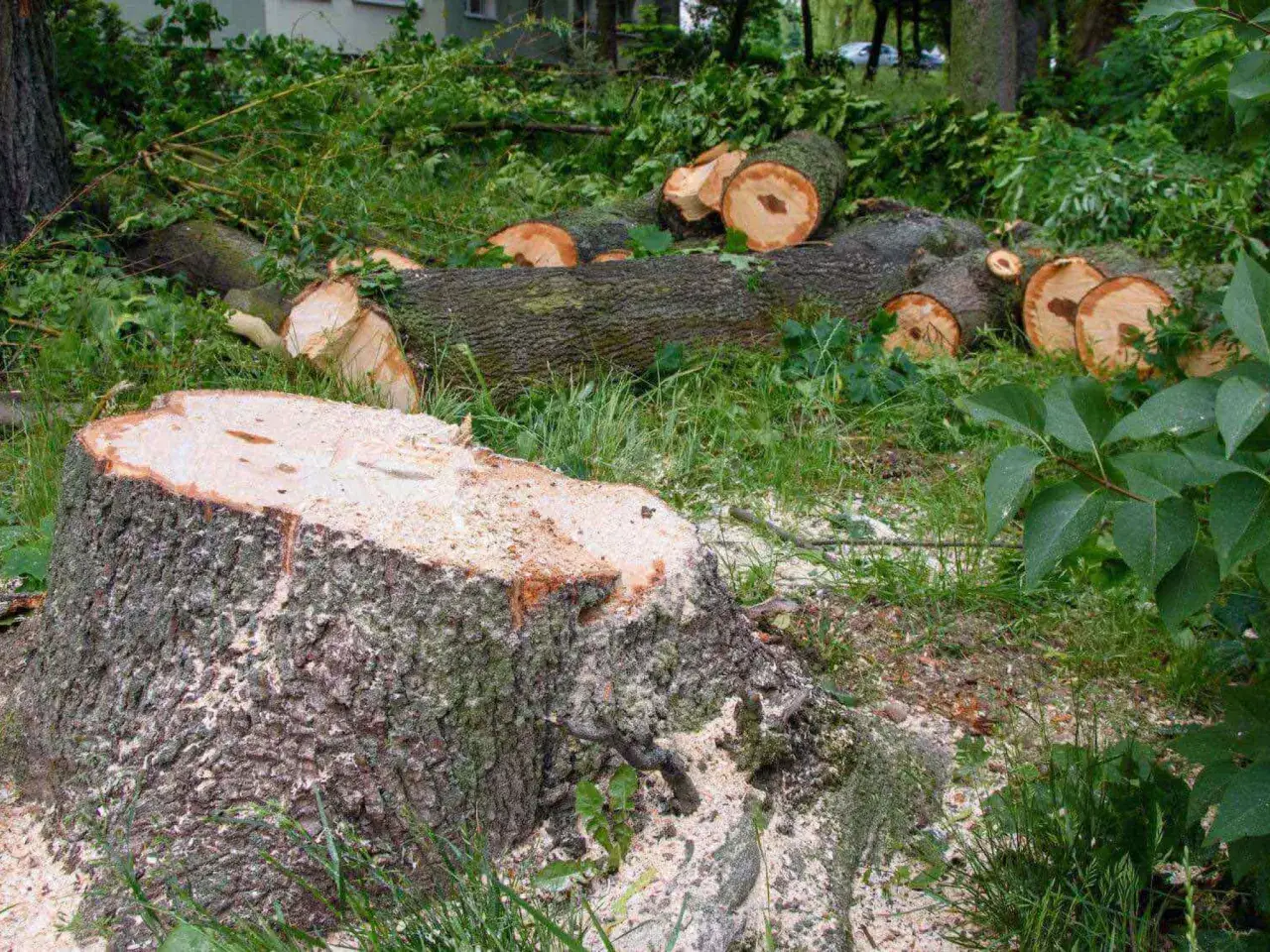 Świeżo ścięty pień i pocięte pnie drzew leżą na trawie. Wniosek o wycięcie drzewa został prawdopodobnie rozpatrzony pozytywnie.