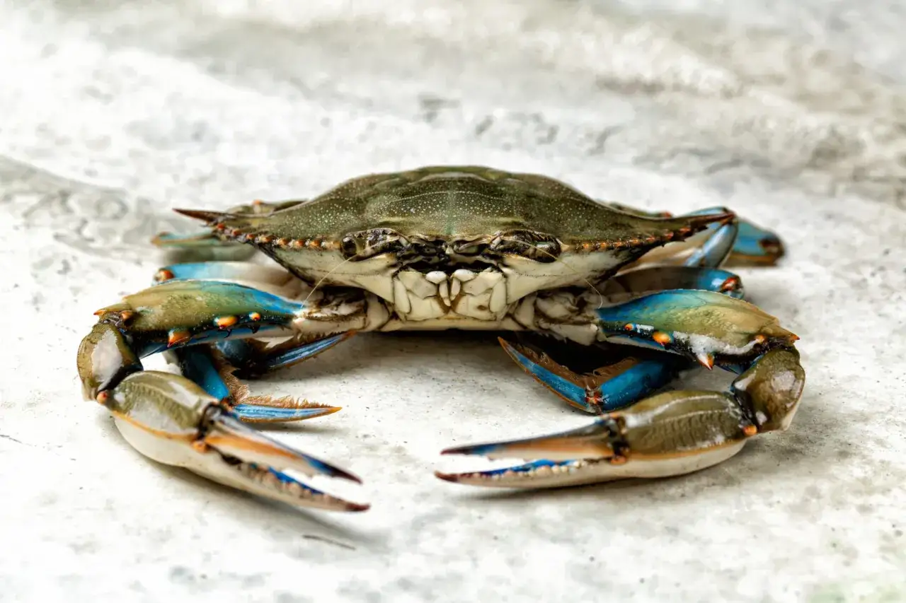 Il granchio blu, con le sue chele azzurre e la corazza screziata, si prepara all'attacco su uno sfondo chiaro.