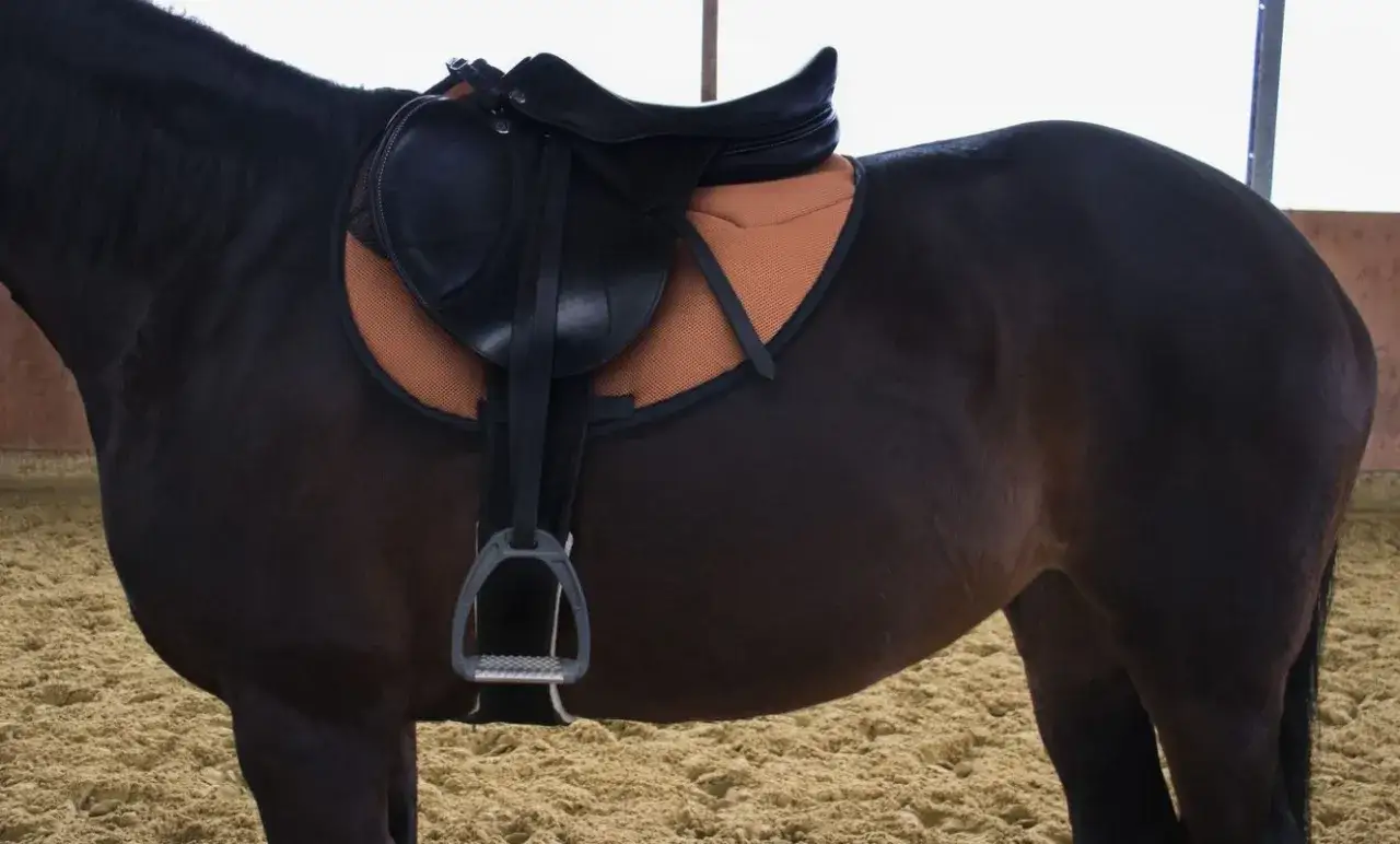 Dunkles Pferd mit Sattel und orangenem Mondgurt, bereit für einen Ausritt.
