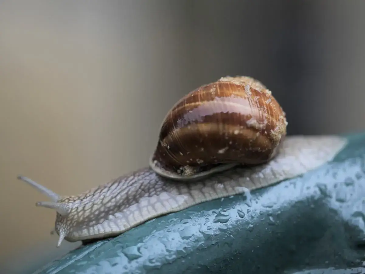 Ślimaki winniczki w naturalnym środowisku