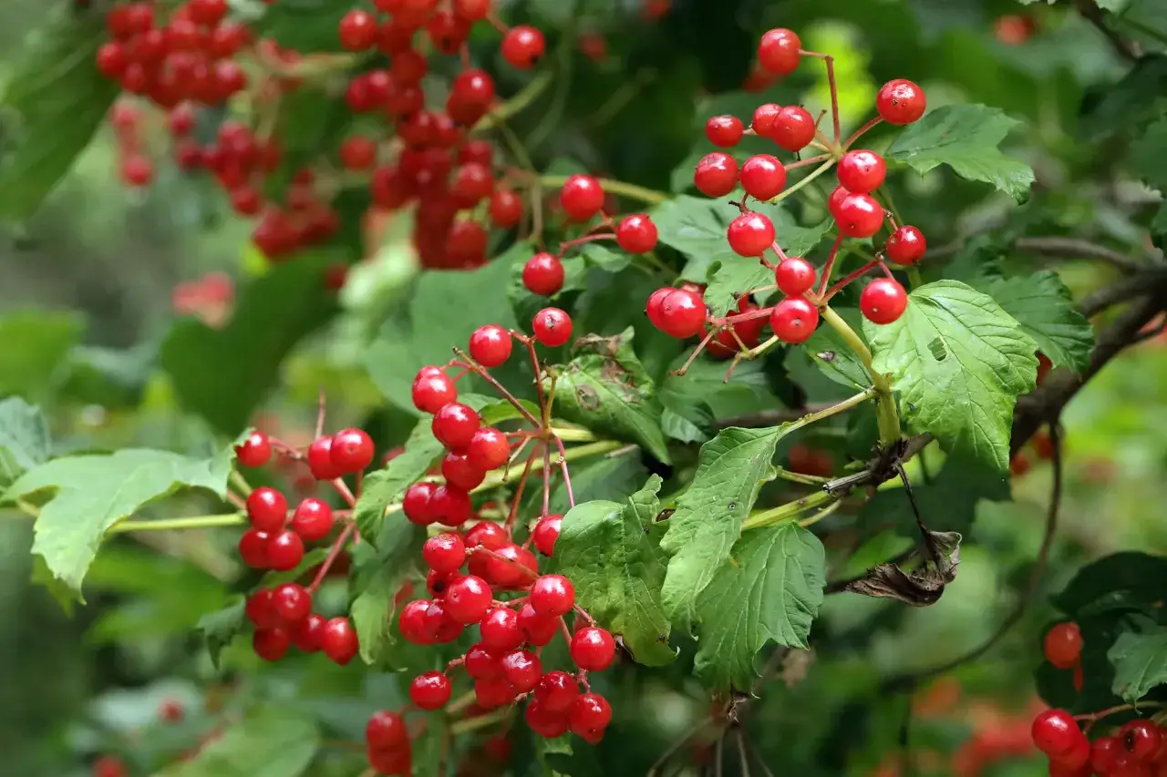 Ein Strauch mit roten Beeren, die wie kleine Juwelen an den Zweigen h&auml;ngen.