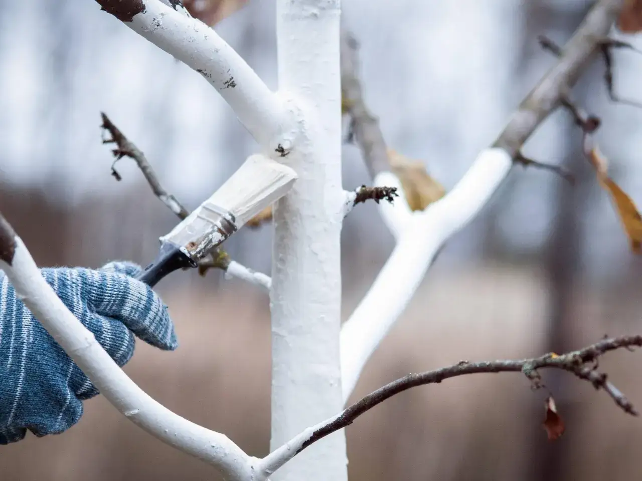 Ein Apfelbaum mit Rissen in der Rinde wird mit weißer Farbe gepinselt, um ihn vor Frost zu schützen.