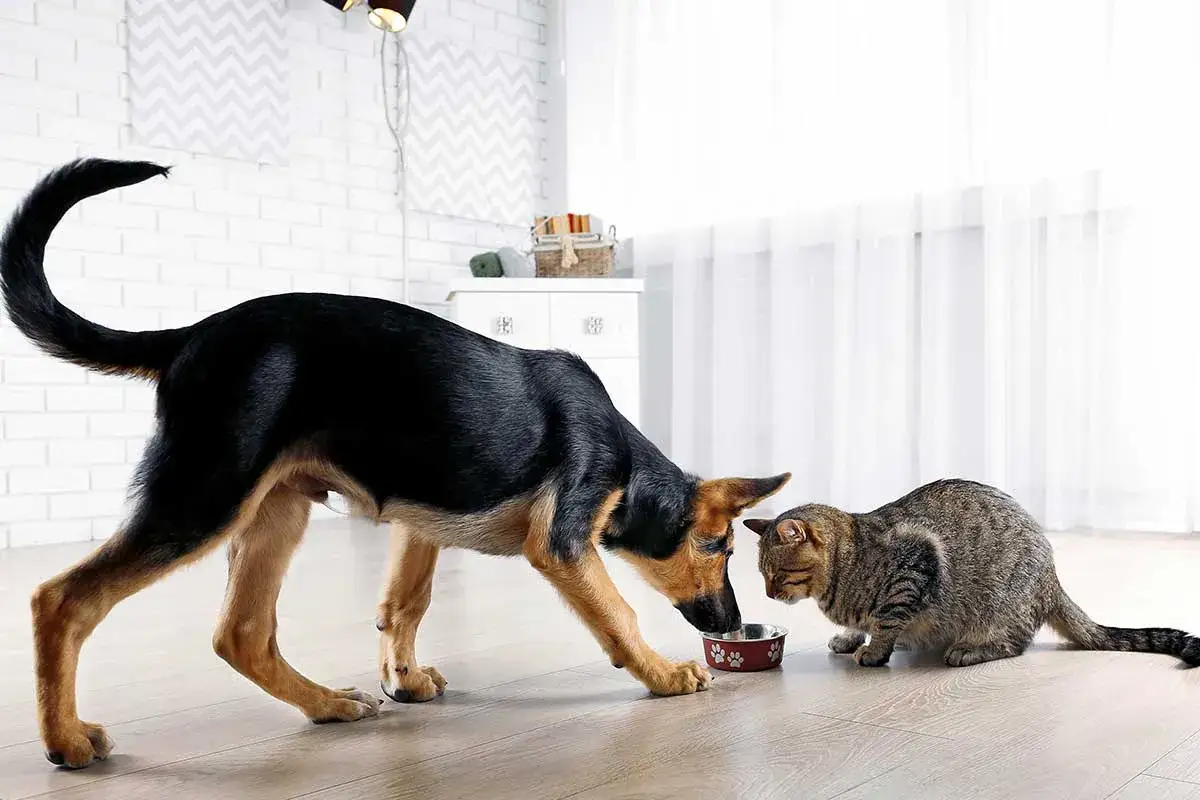 En hund och en katt delar på mat ur samma skål. Kanske är det kattmat till hund, eller tvärtom?