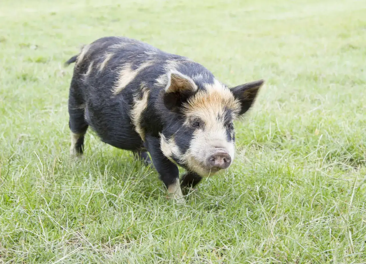 Ein geflecktes Kune Kune Schwein trottet über eine grüne Wiese. Die Haltung dieser freundlichen Tiere ist ein Genuss.