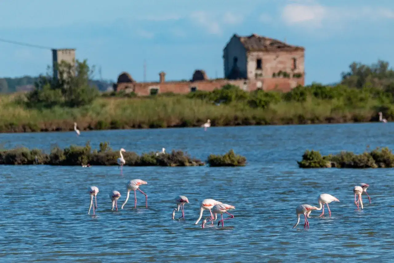 Flaminghi rosa si nutrono in un bacino d'acqua vicino a un vecchio edificio in rovina, un paesaggio che ricorda il porto tolle.