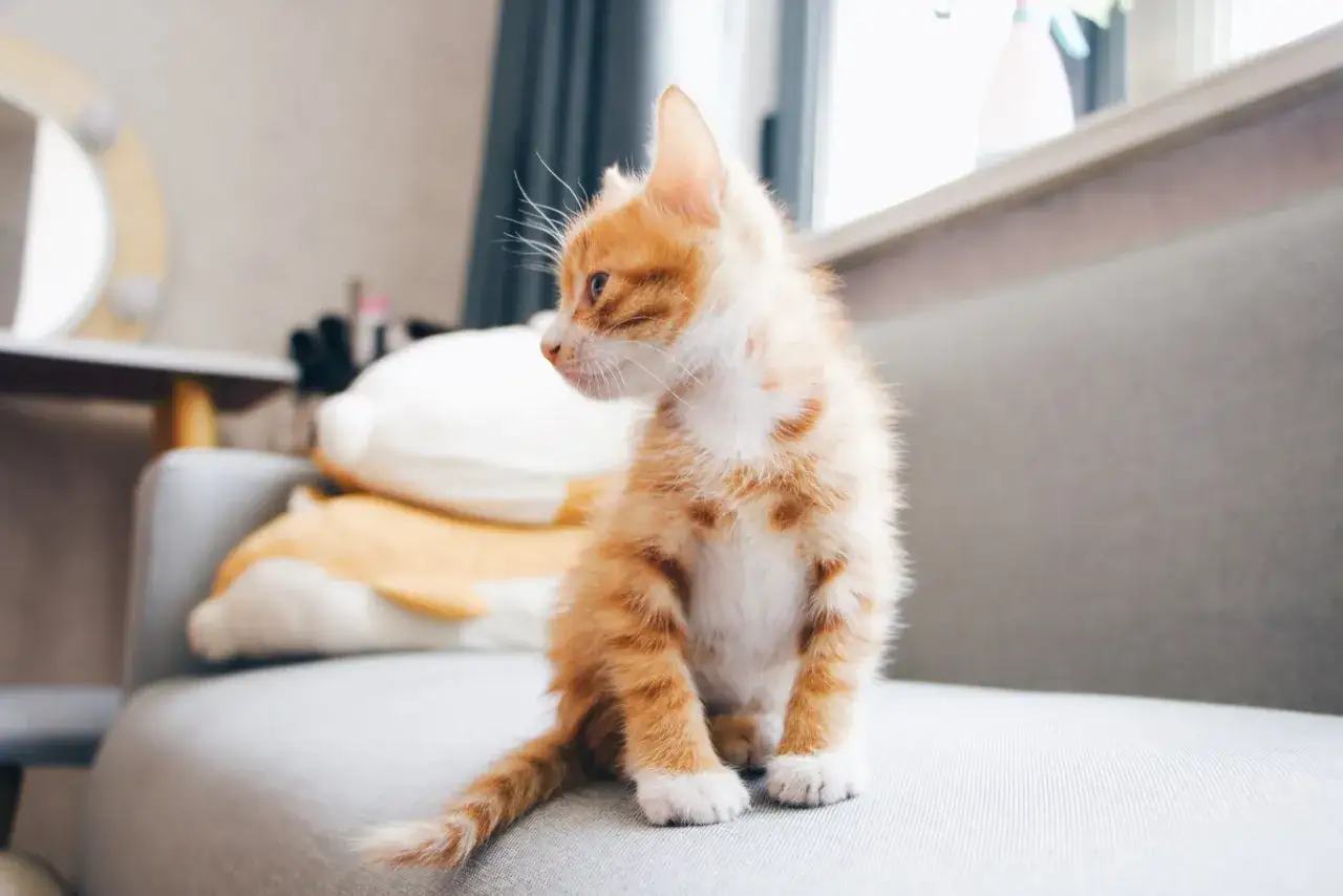 Un gatito naranja, con curiosidades felinas en su mirada, se sienta en un sof&aacute; gris.