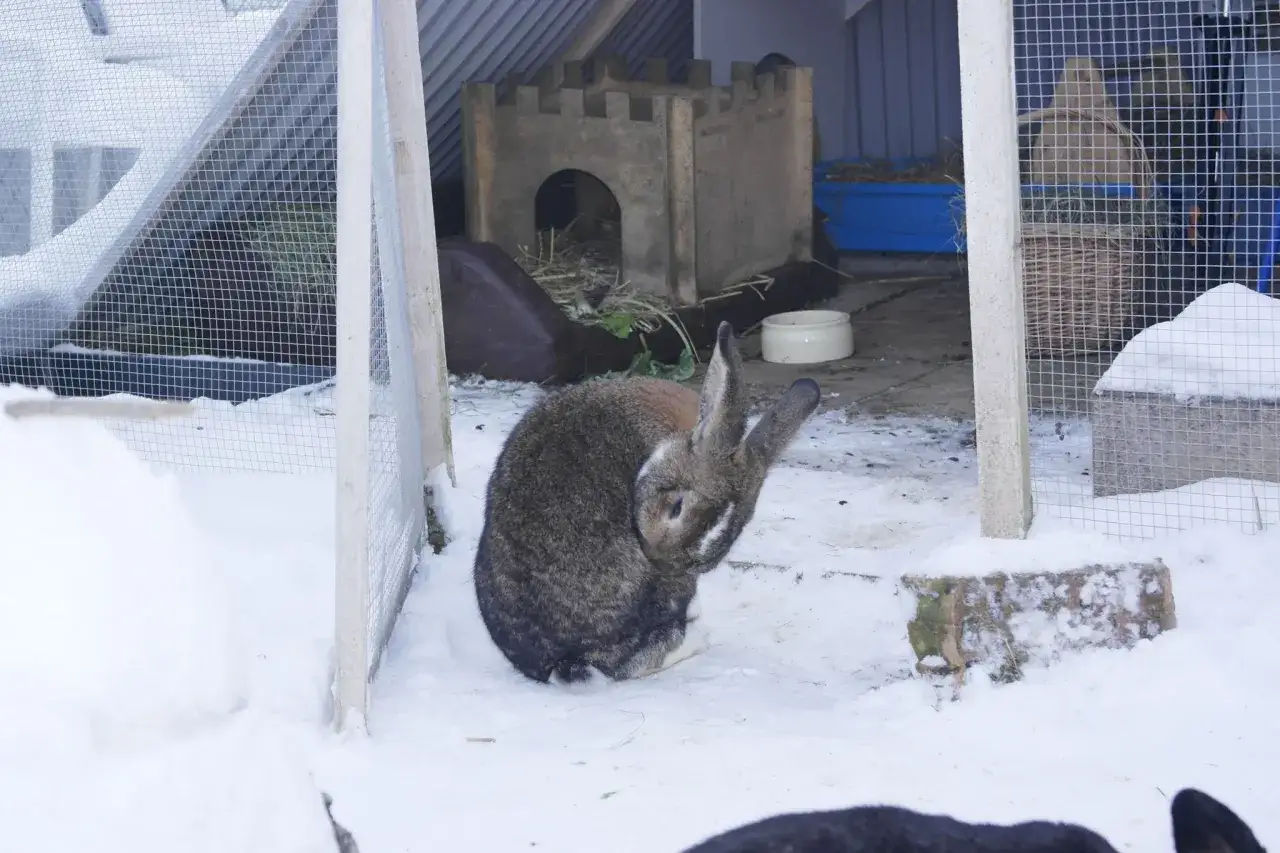 Ein Hase putzt sich im Schnee. Manche glauben, Hasen machen Winterschlaf, aber das stimmt nicht.