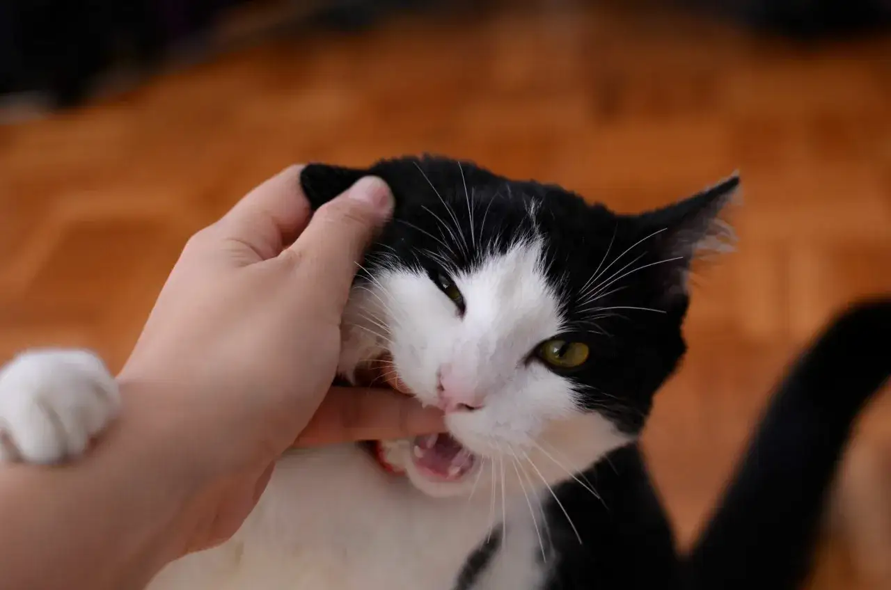 Un chat noir et blanc mord un doigt, peut-&ecirc;tre pour montrer pourquoi les chats se mordent le cou entre eux, un jeu ou une dispute.