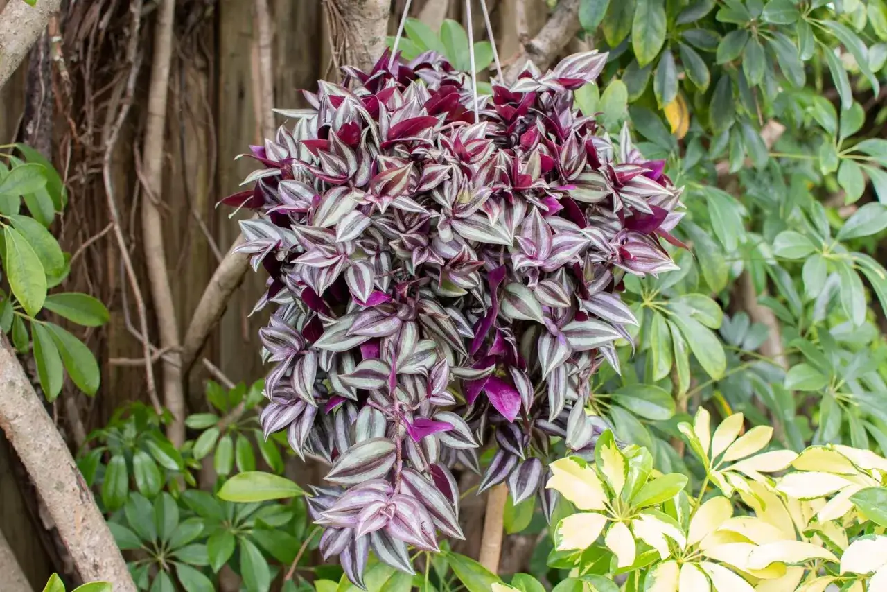 Tradescantia zebrina rigogliosa, con foglie striate viola e argento, appesa tra il verde. La sua cura è semplice, ideale per chi ama le piante colorate.