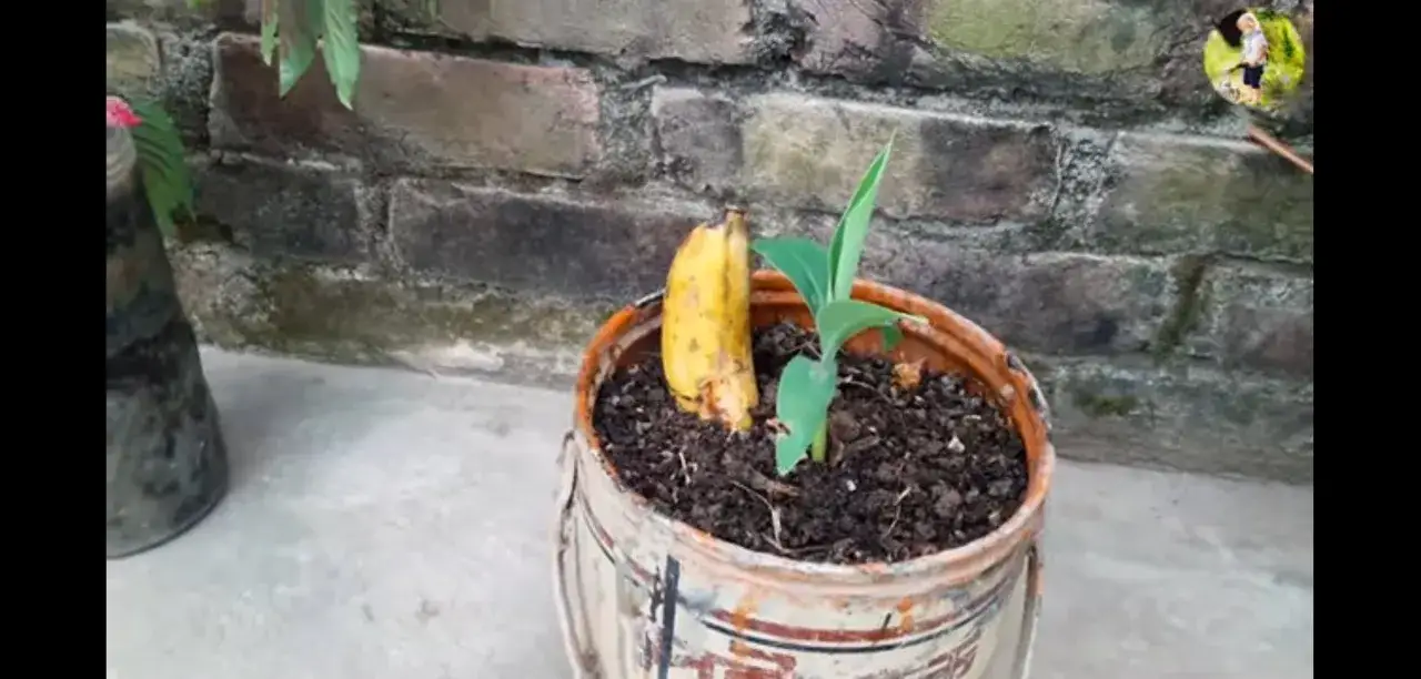 En banan som växer i en kruka, med en liten planta bredvid. Kanske är det ett banan frö som har fått nytt liv.
