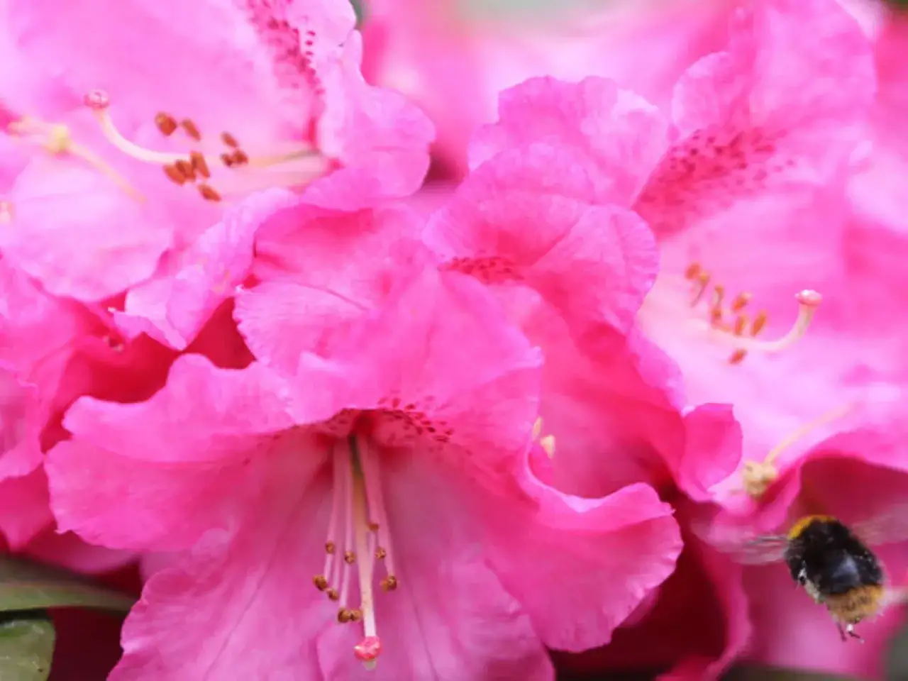 Nahaufnahme von leuchtend pinken Rhododendronbl&uuml;ten. Ein Hummel fliegt auf eine Bl&uuml;te zu. Vorsicht: Rhododendron ist giftig.