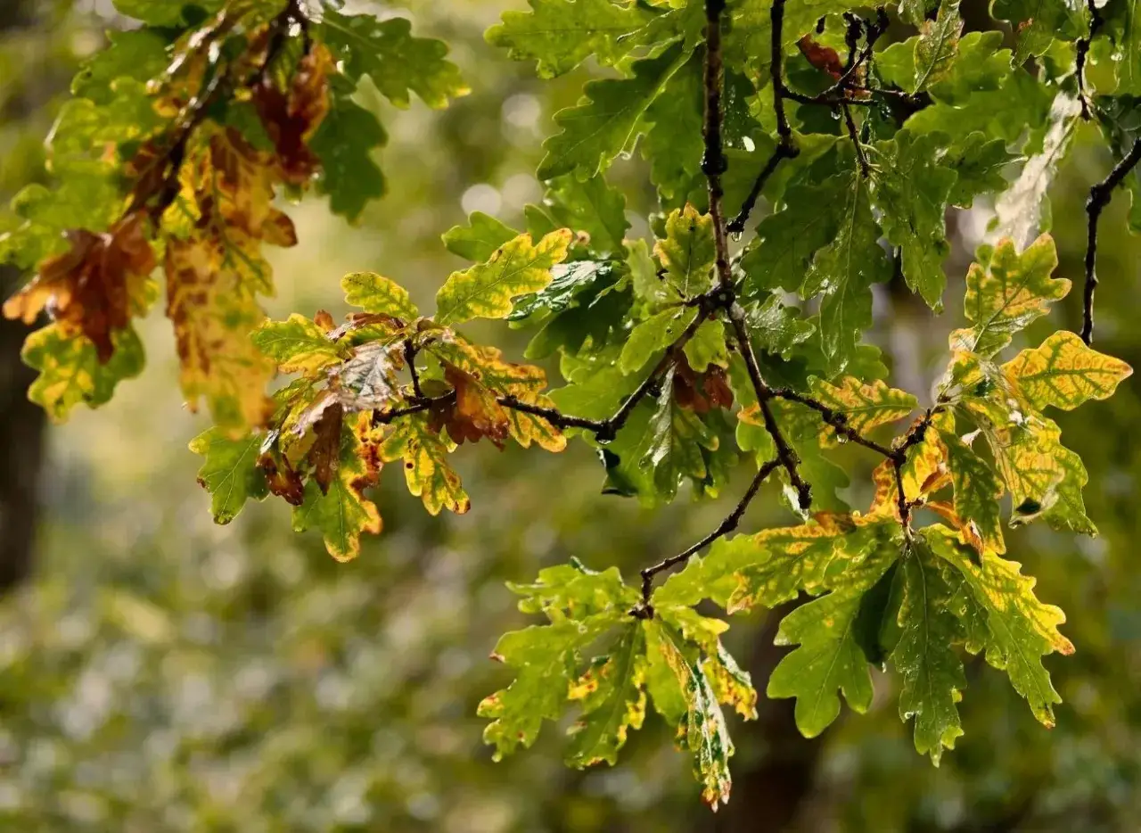 Jesienne liście dębu, częściowo zielone, częściowo żółte i brązowe, z kroplami deszczu. Mogą posłużyć jako ściółka w ogrodzie.