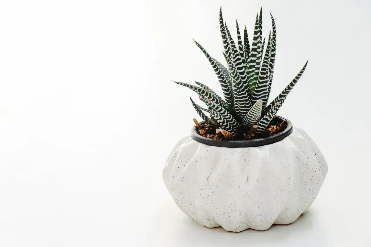 Zebra aloes w białej, ozdobnej doniczce. Idealna ziemia do aloesu powinna być przepuszczalna, by roślina dobrze rosła.