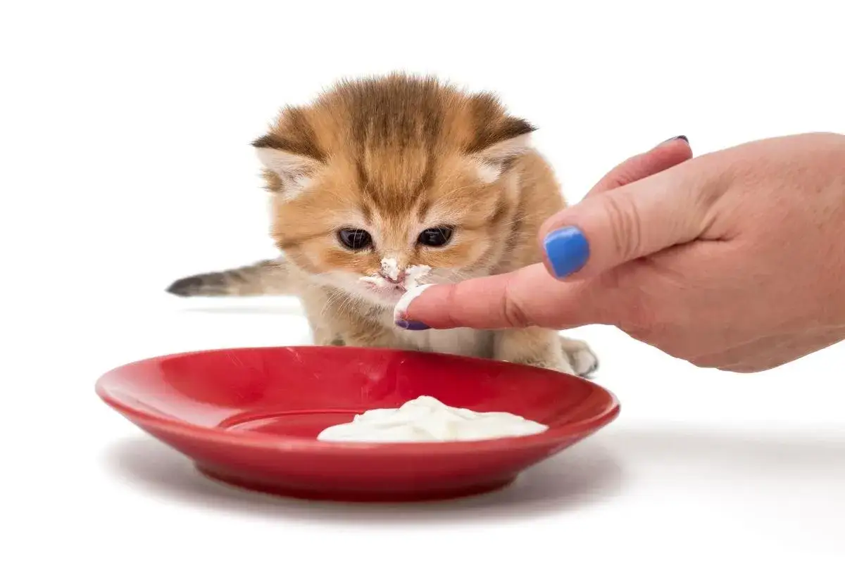 A fluffy kitten tastes cream from a finger, learning what baby cats eat. A red dish sits nearby.