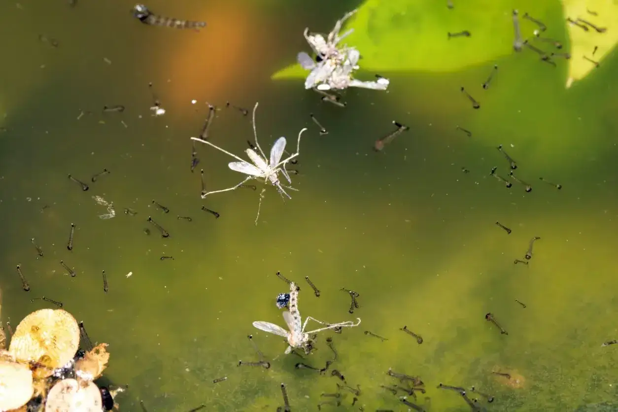 Des moustiques morts flottent dans l'eau verte, entour&eacute;s de larves. Une sc&egrave;ne qui aide &agrave; se d&eacute;barrasser des moustiques &agrave; l'ext&eacute;rieur.