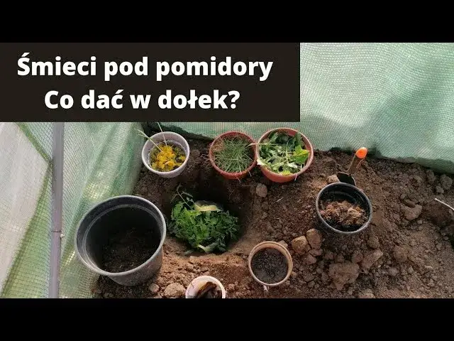 ogrodnik dodający kompost do gleby pod pomidory