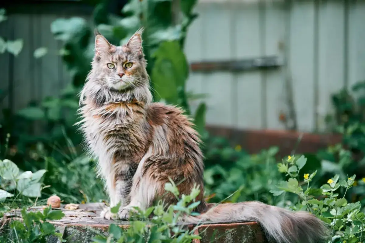 Majestatyczny kot rasy Maine Coon, z bujnym futrem i przenikliwym spojrzeniem, siedzi na pniu. Jego charakterystyka to dzikość i łagodność.
