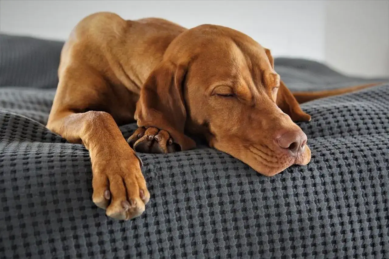 Un perro de color canela duerme profundamente sobre una manta gris. Su respiración es tan profunda que mi perro respira como si roncara.