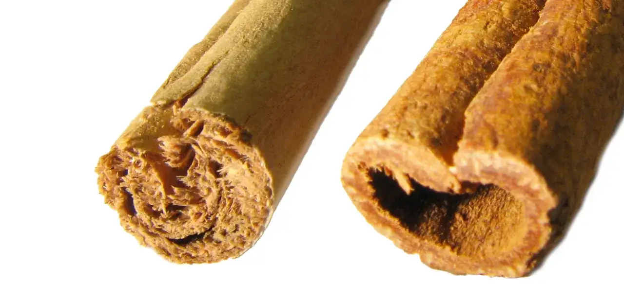 Zwei Zimtstangen, eine mit faserigem Querschnitt, die andere hohl. Zimt ist ein beliebtes Gewürz, das auch in der Schwangerschaft in Maßen genossen werden kann.