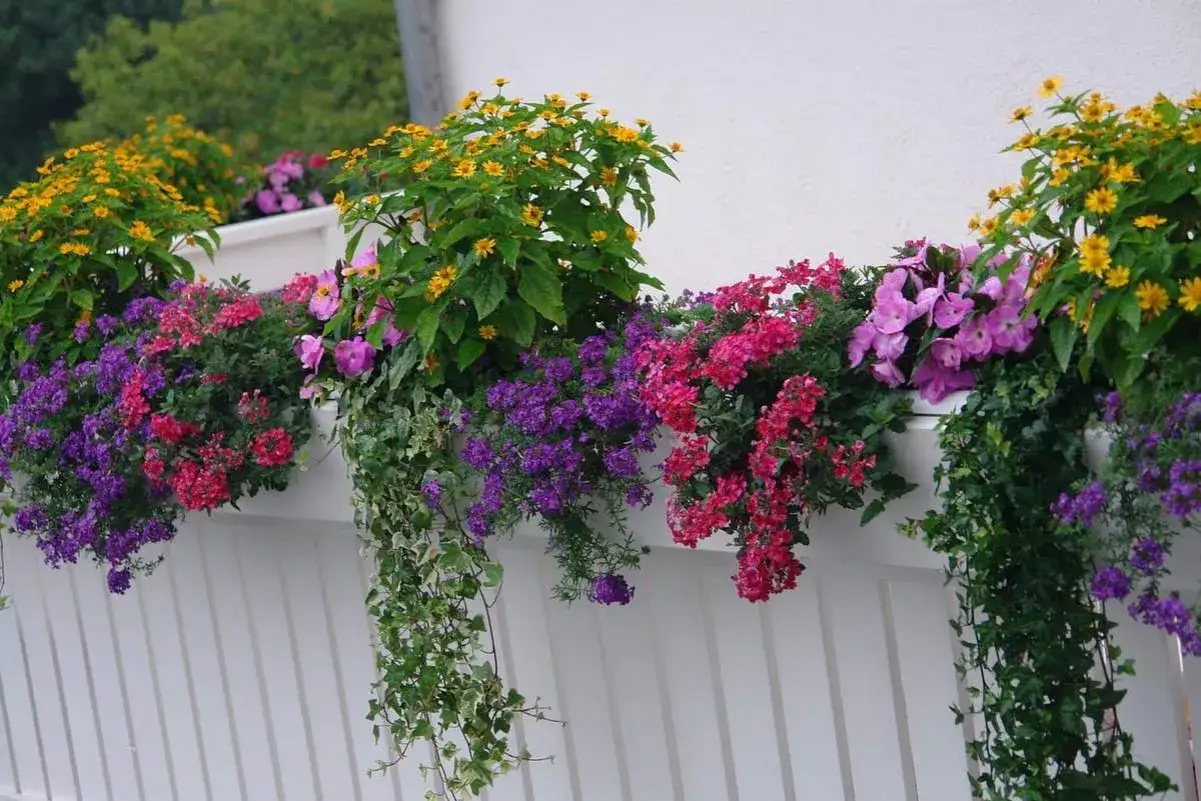 Bunter sommerblumen balkon mit gelben, pinken und lila Blüten, die über das weiße Geländer hängen.