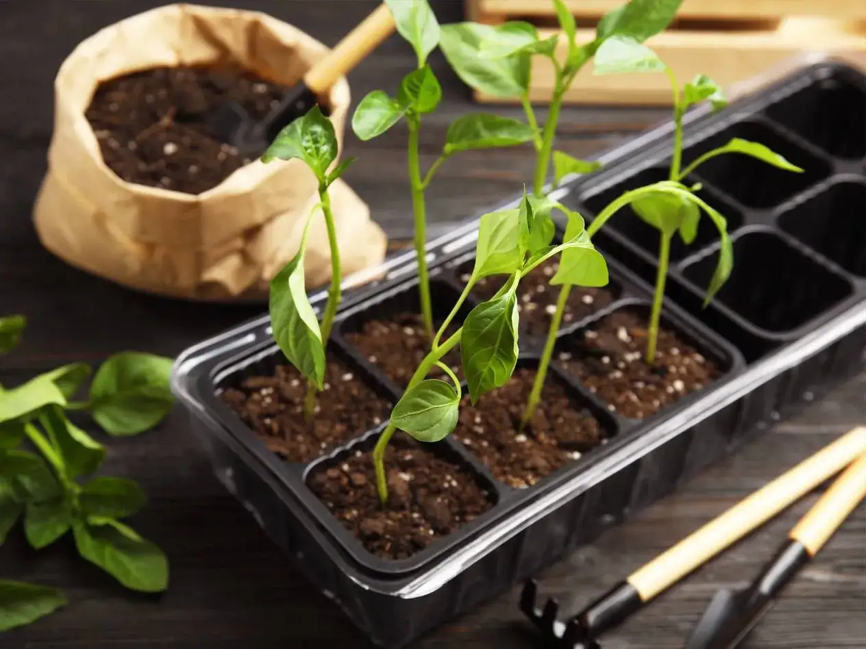 Små plantor i krukor redo att odla chili inomhus. Jord och små trädgårdsredskap syns också.