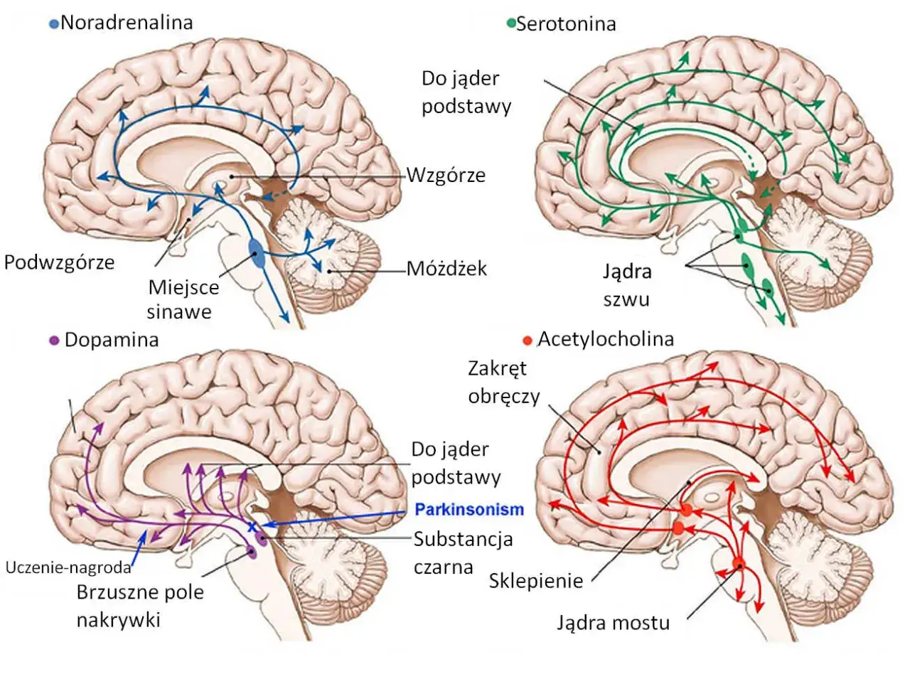 Schemat DNA lub neuronów, symbolizujący genetyczne i neurochemiczne podstawy depresji