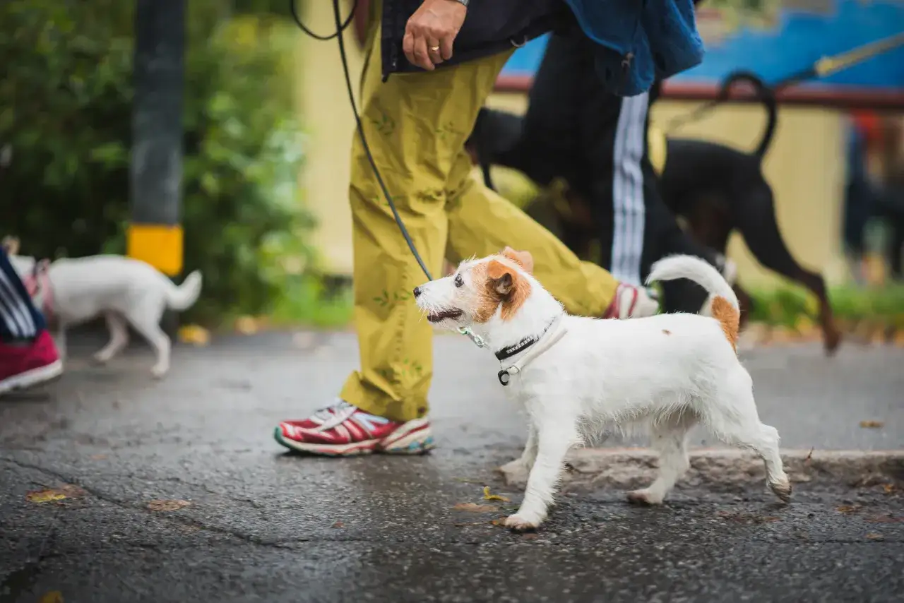 En glad hund i stan, på promenad med sin ägare. En annan hund syns i bakgrunden.