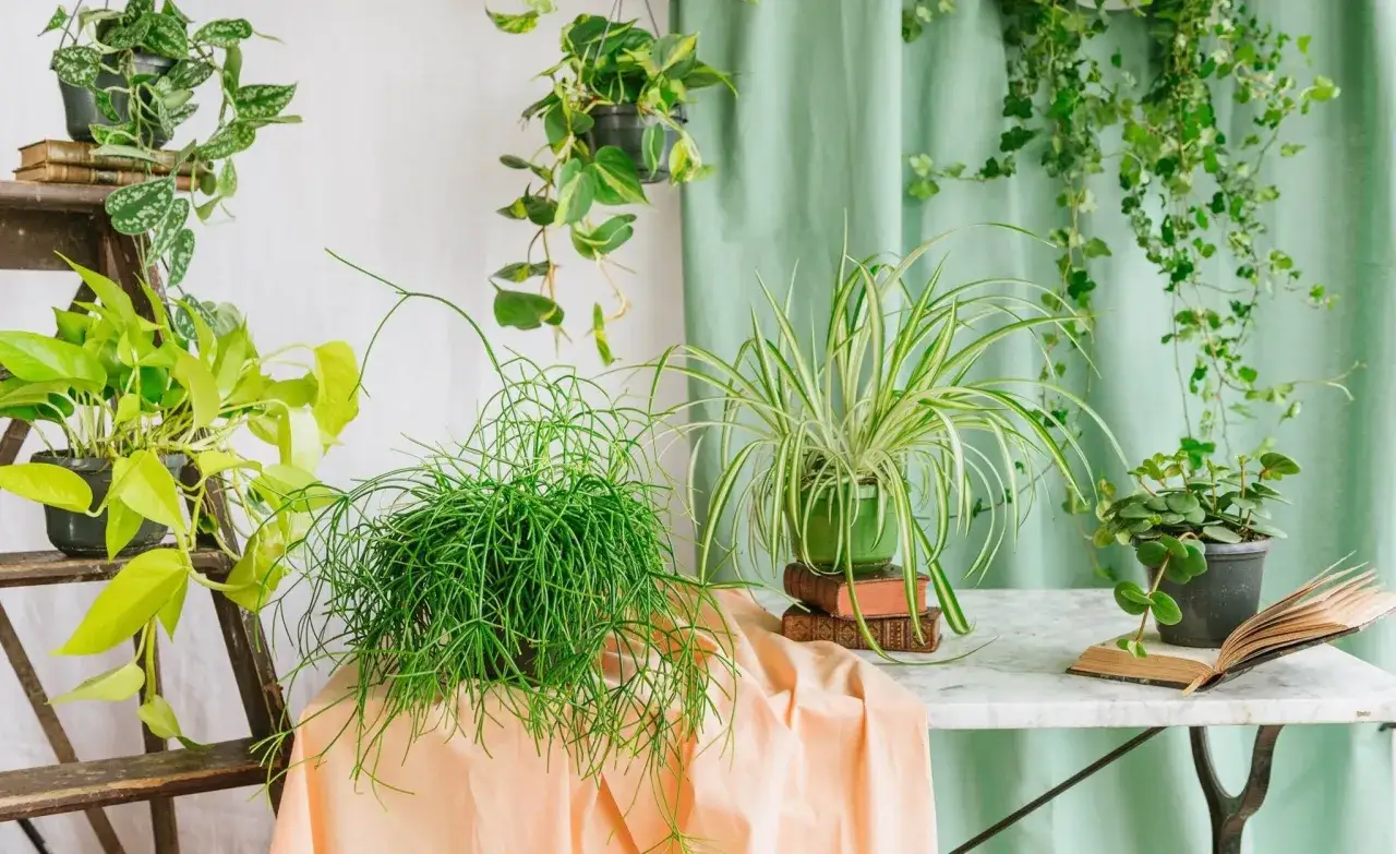 Un assortiment de plantes vertes, dont une plante tombante aux fines tiges, décorent un espace cosy.