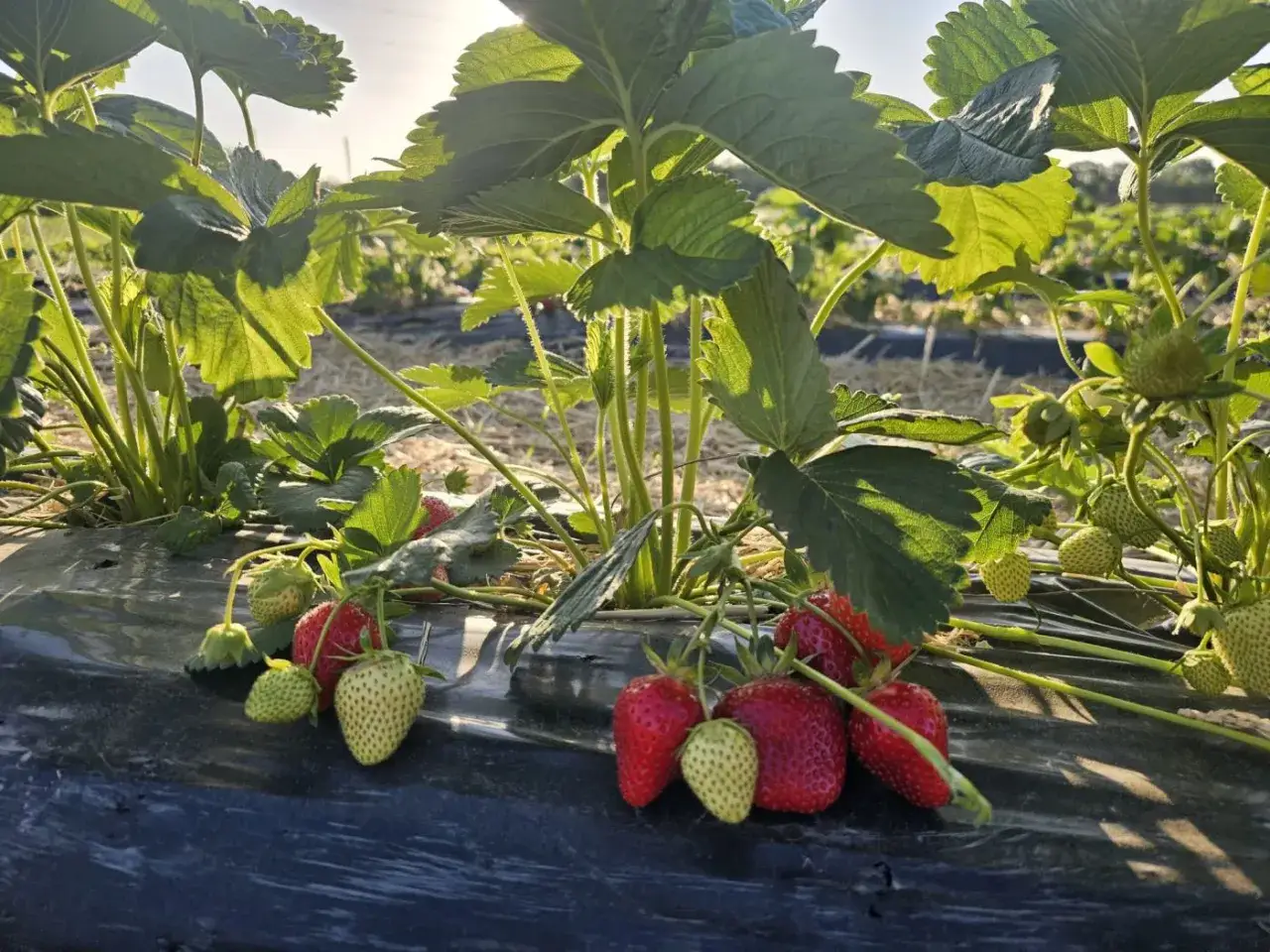 Reife und grüne Erdbeeren reifen auf dem Feld unter der Sonne. Die Pflanzen sind dicht und die Früchte hängen an den Stielen.