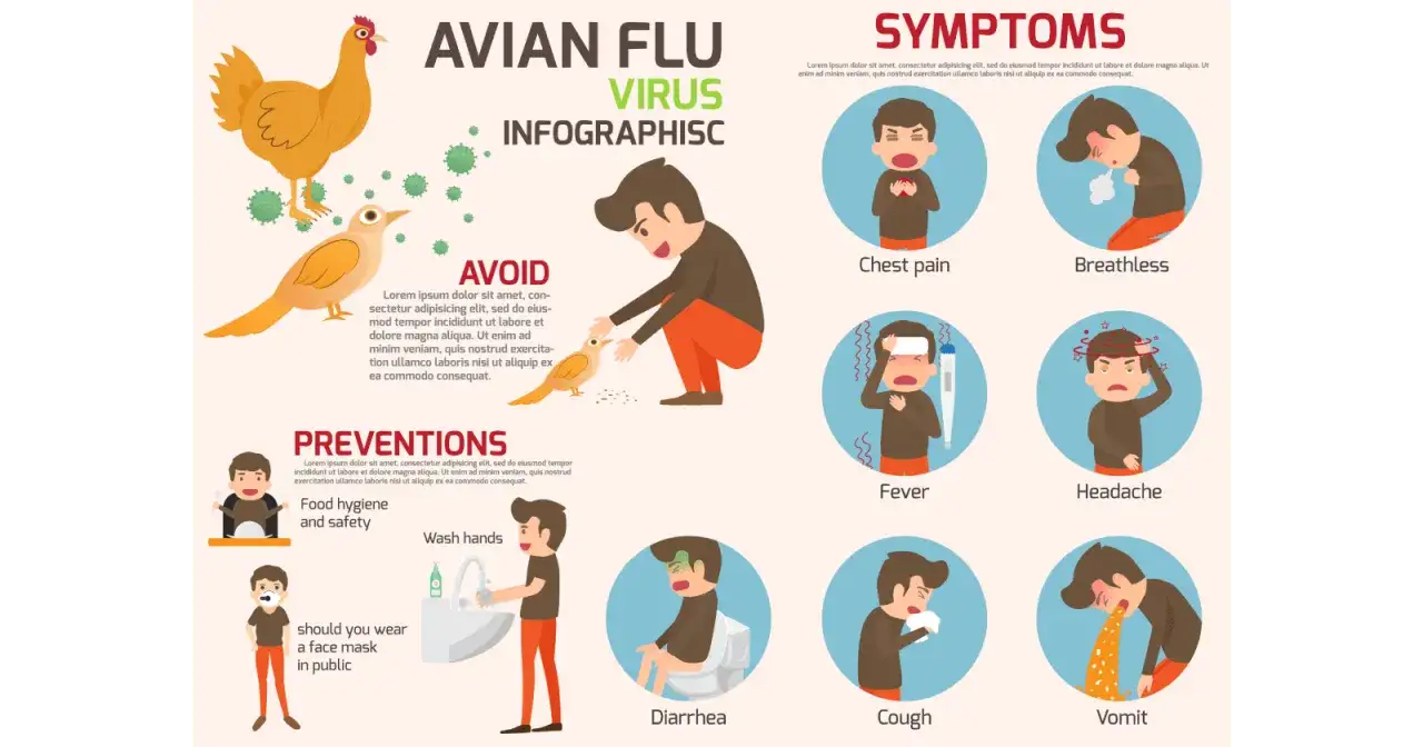 Infografika o ptasiej grypie: objawy (ból w klatce piersiowej, duszności, gorączka, ból głowy, biegunka, kaszel, wymioty) i zapobieganie (higiena żywności, mycie rąk, maseczki).