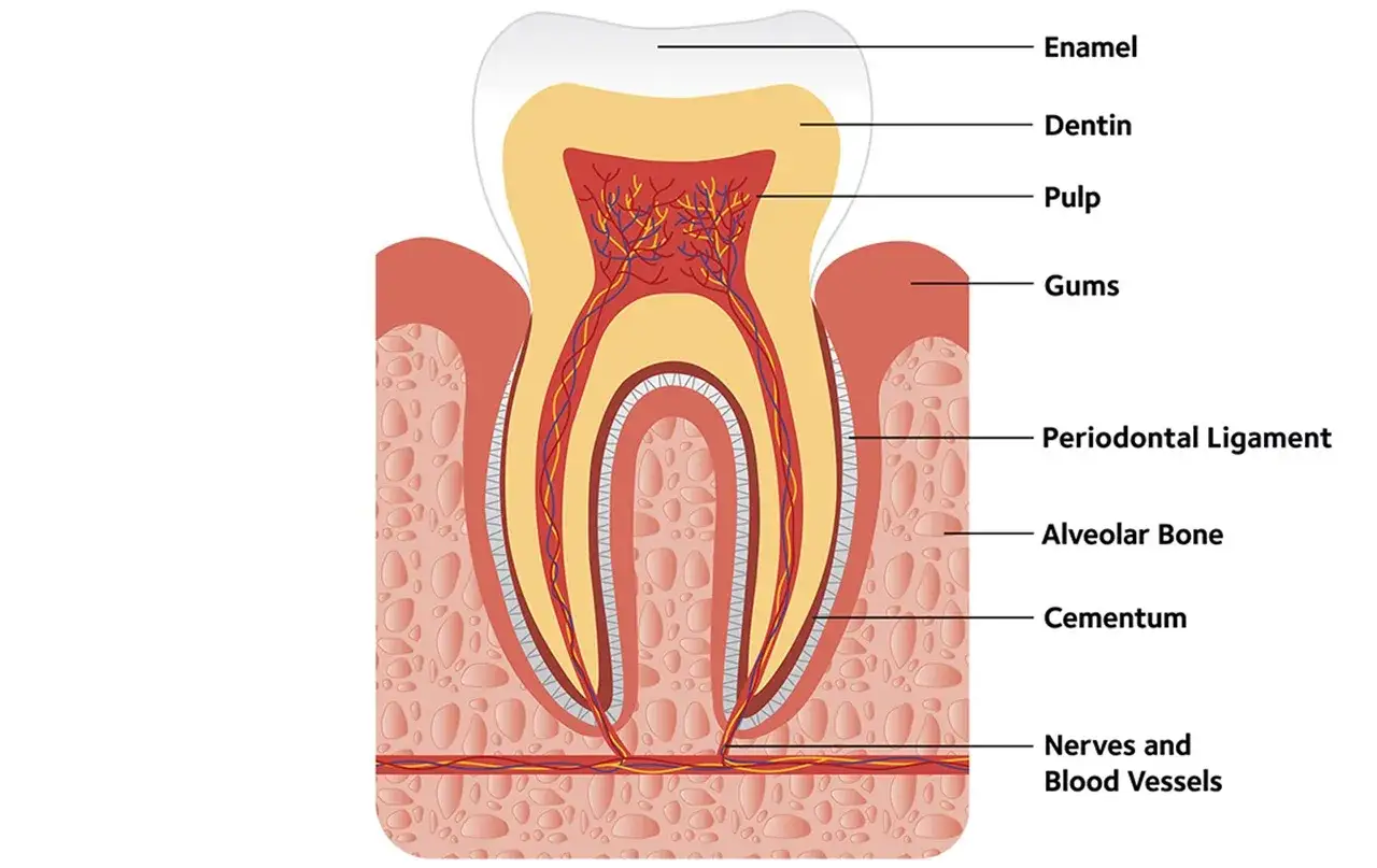 Sezione trasversale di un dente che illustra la sua struttura: smalto, dentina, polpa, gengive, legamento parodontale, osso alveolare, cemento e vasi sanguigni.