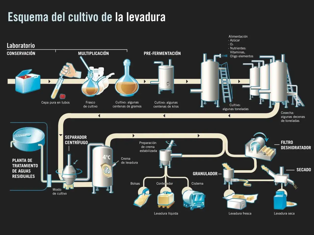 Diagrama ilustra cómo se hace la levadura, desde el laboratorio hasta la cosecha en toneladas, pasando por la pre-fermentación y secado.