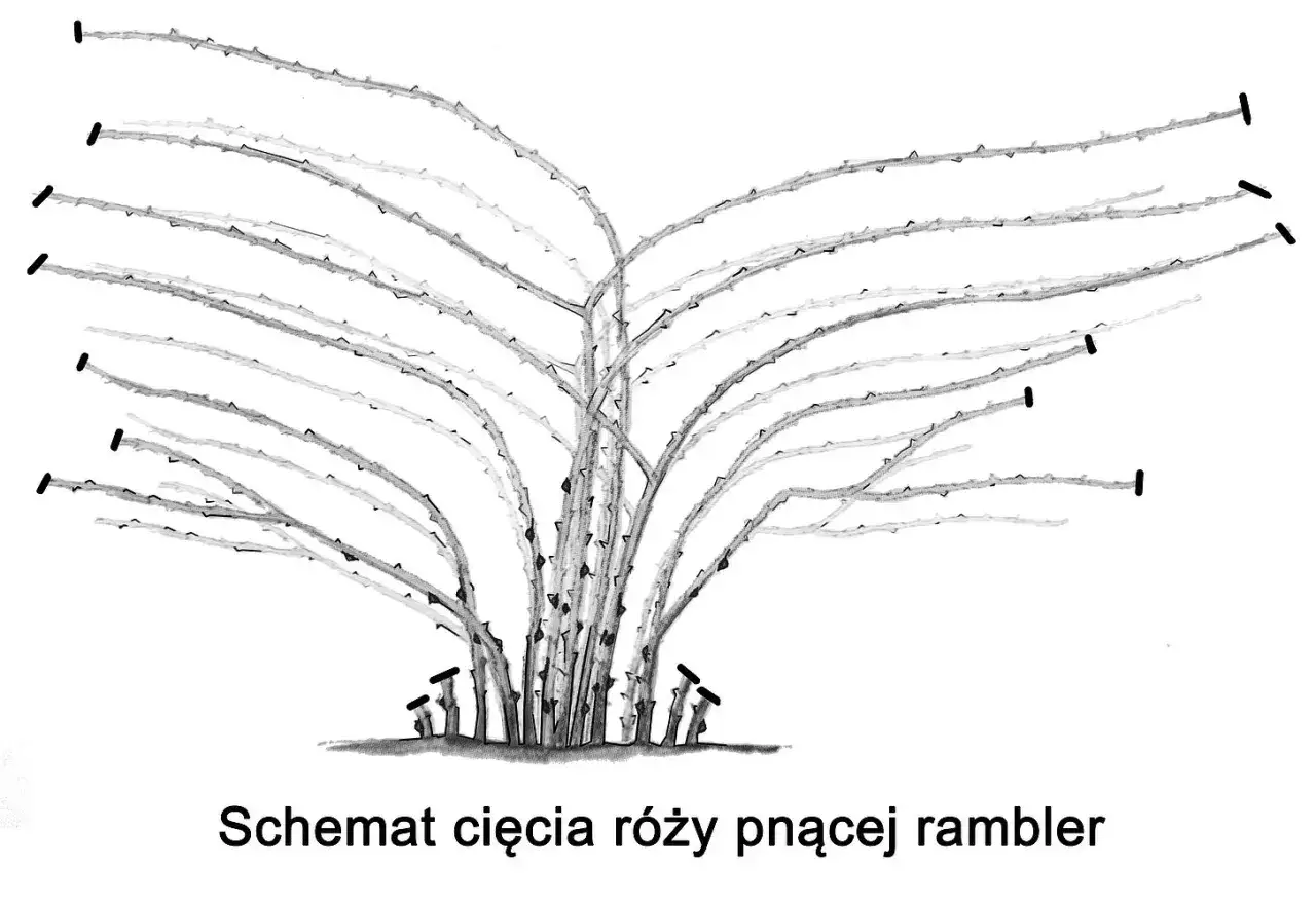 Schemat cięcia róży pnącej rambler. Dowiedz się, kiedy przycinać róże pnące, aby pięknie rosły.