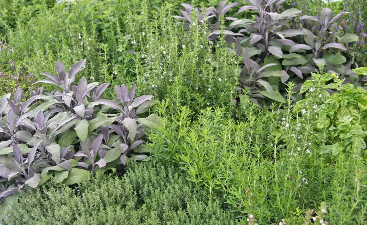 Ein &uuml;ppiger heilpflanzen garten mit Salbei, Thymian und anderen Kr&auml;utern.