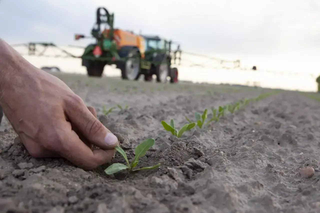 Ręka sprawdza młode rośliny na polu. W tle traktor z opryskiwaczem. Stosowanie stomp aqua 455 cs dawkowanie na 10l wody dla zdrowych plonów.